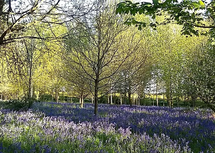 Holicarrs - Gingerlily Lodge