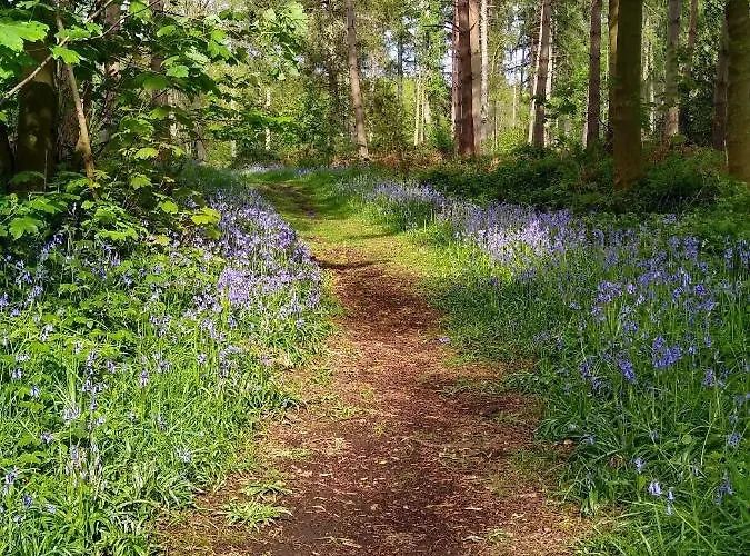 Holicarrs - Gingerlily *