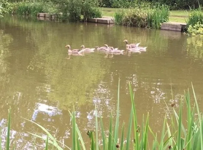 Lodge Holicarrs - Gingerlily *