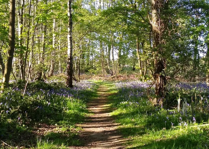 Lodge Holicarrs - Gingerlily Riccall