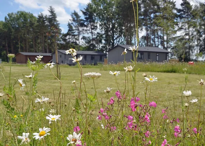 Holicarrs - Gingerlily * Riccall