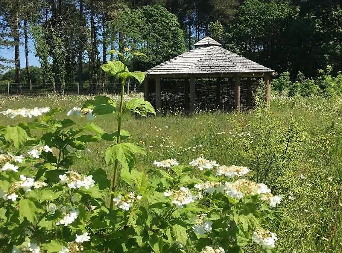 Holicarrs - Gingerlily Riccall