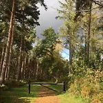 Hollicarrs - Gingerlily