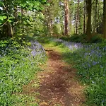 Hollicarrs - Gingerlily *