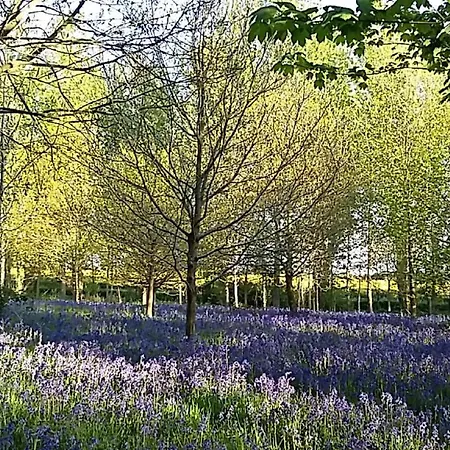 Holicarrs - Gingerlily Jaktstuga