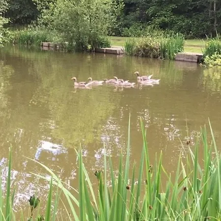 Jaktstuga Holicarrs - Gingerlily *