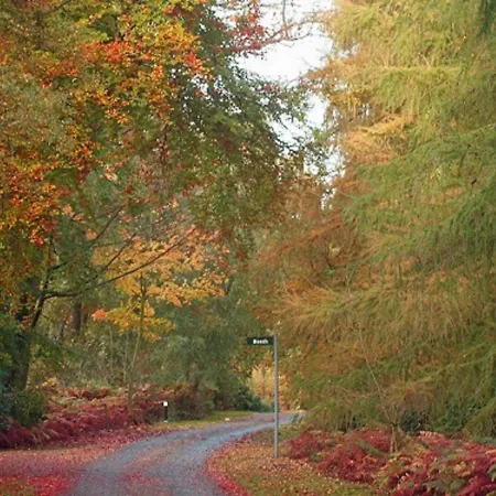 Holicarrs - Gingerlily *