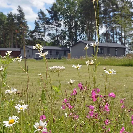 Hollicarrs - Gingerlily * Riccall