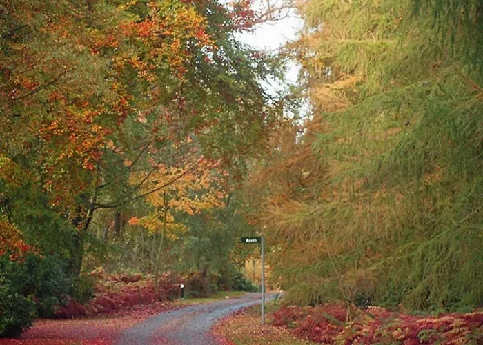 Hollicarrs - Gingerlily *