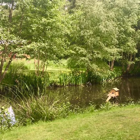 Holicarrs - Gingerlily