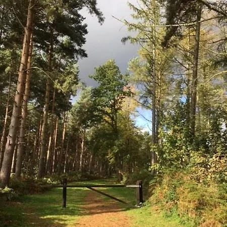 Holicarrs - Gingerlily