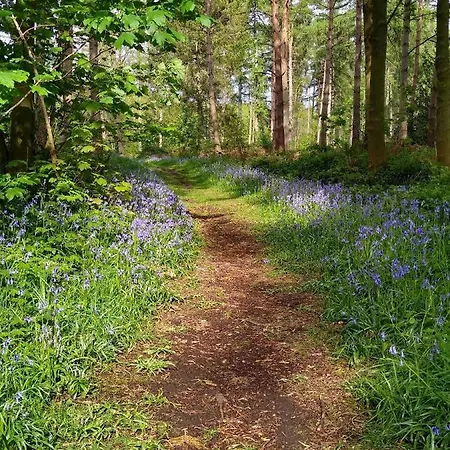 Holicarrs - Gingerlily *