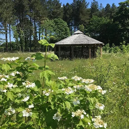 Holicarrs - Gingerlily Riccall